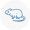 Rat Control New Milton