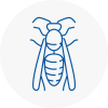 New Milton Wasp Nest Removal